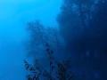 08 blue morning