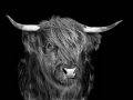 01 highland cow hairy coo in back to black scotland