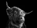 02 highland cow hairy coo in back to black scotland