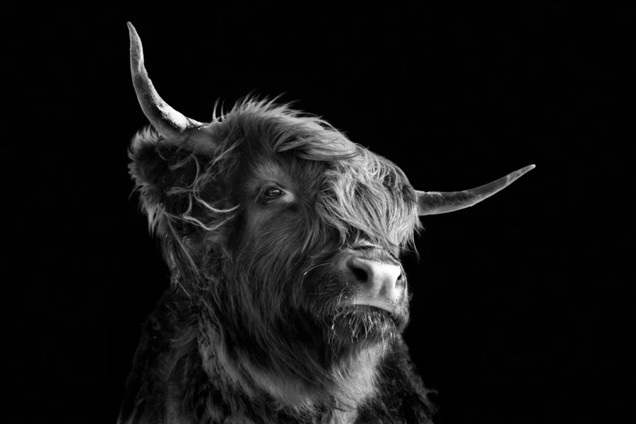 02 highland cow hairy coo in back to black scotland