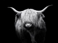 03 highland cow hairy coo in back to black scotland