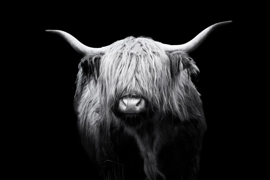 03 highland cow hairy coo in back to black scotland