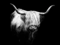 04 highland cow hairy coo in back to black scotland