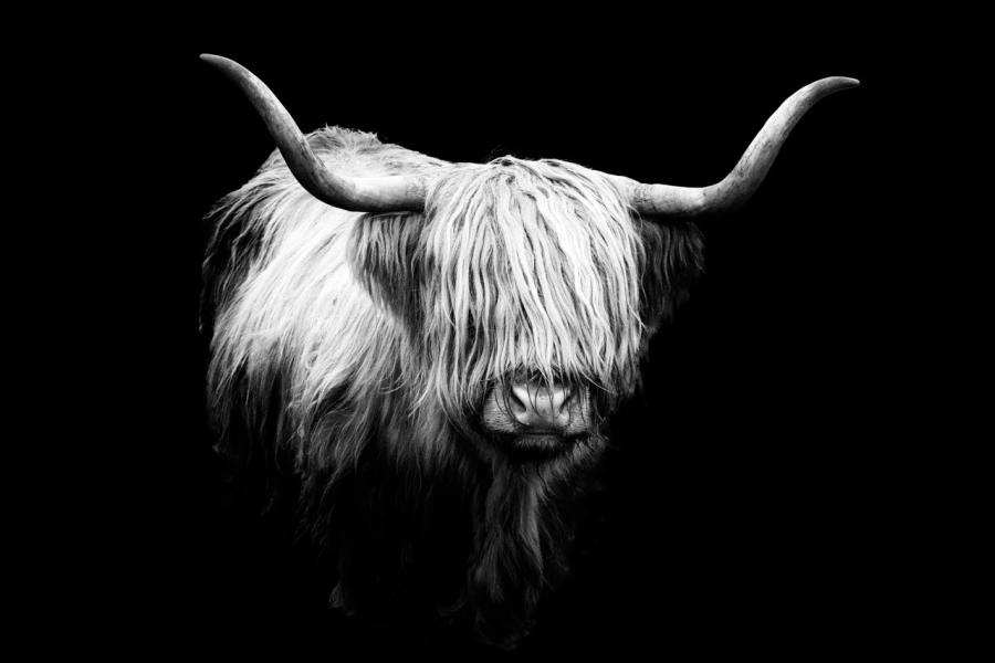 04 highland cow hairy coo in back to black scotland