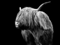 05 highland cow hairy coo in back to black scotland