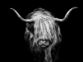 06 highland cow hairy coo in back to black scotland
