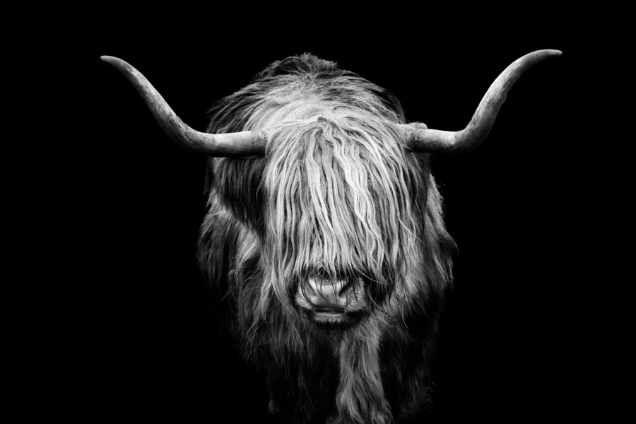 06 highland cow hairy coo in back to black scotland