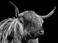 07 highland cow hairy coo in back to black scotland