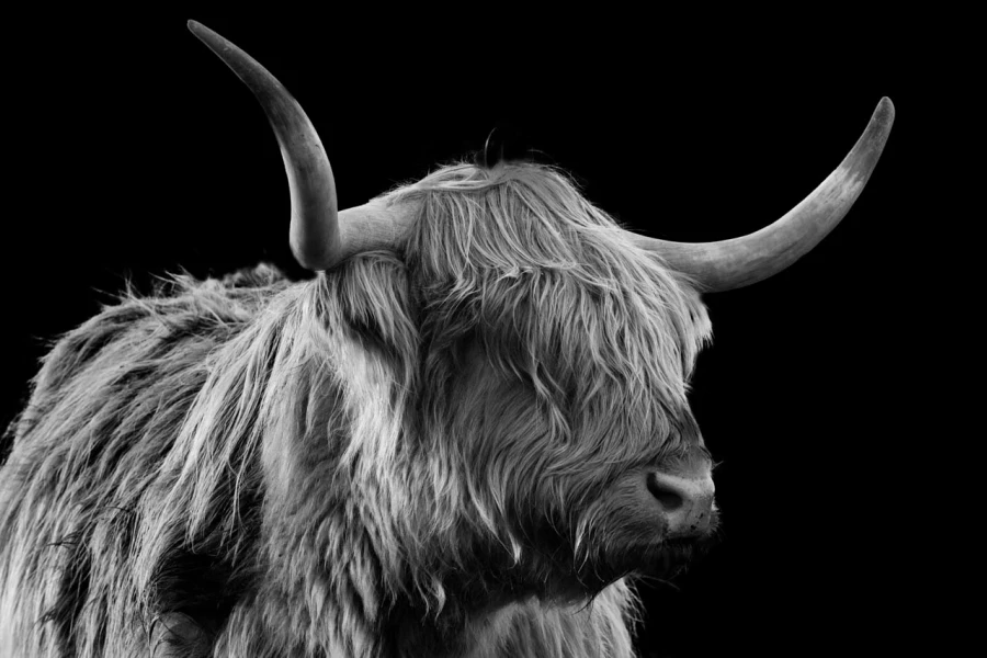 07 highland cow hairy coo in back to black scotland