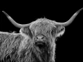 08 highland cow hairy coo in back to black scotland