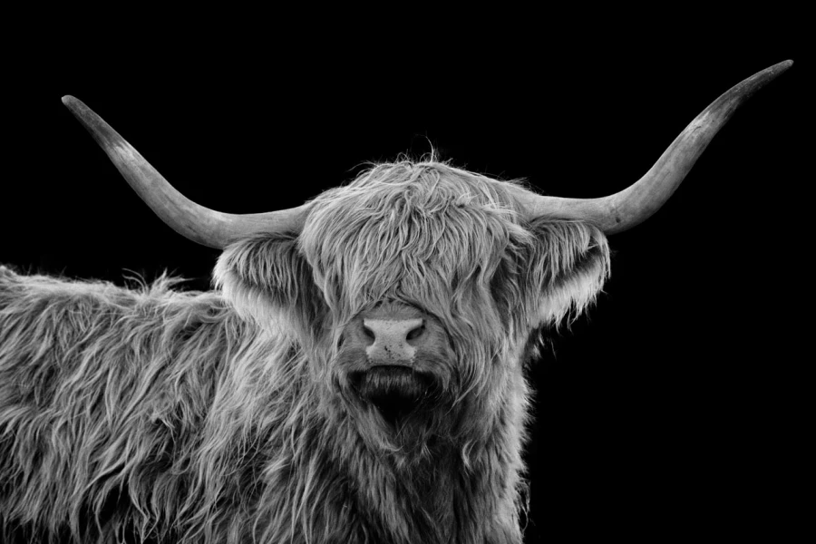 08 highland cow hairy coo in back to black scotland