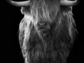 09 highland cow hairy coo in back to black scotland