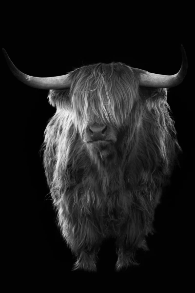 09 highland cow hairy coo in back to black scotland
