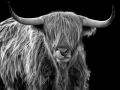 10 highland cow hairy coo in back to black scotland