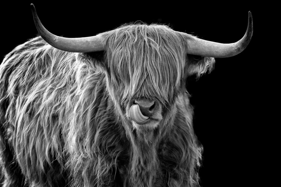 10 highland cow hairy coo in back to black scotland