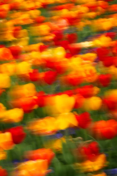 09 tulips azaleas in impression style
