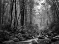 08 landscape smoky mountains underwood black and white