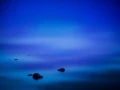 45 landscape yellowstone in color