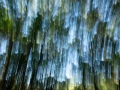 09 the tears of the trees