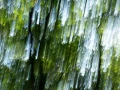 10 the tears of the trees