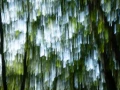 11 the tears of the trees