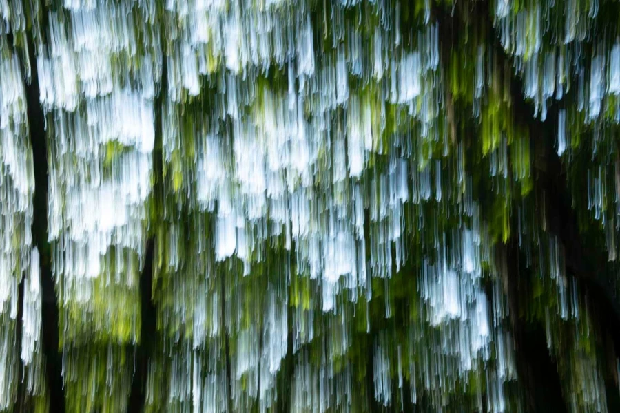 11 the tears of the trees