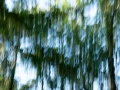 12 the tears of the trees
