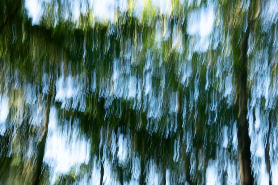 12 the tears of the trees