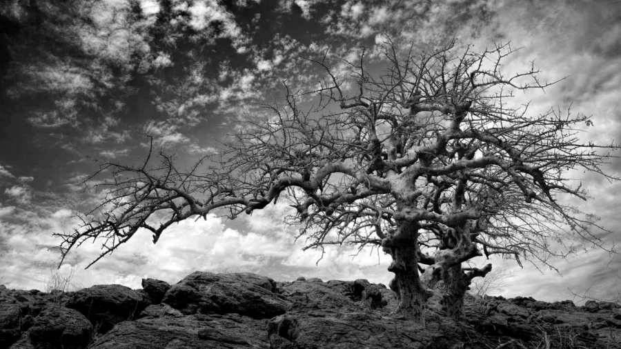 07 tree in black and white