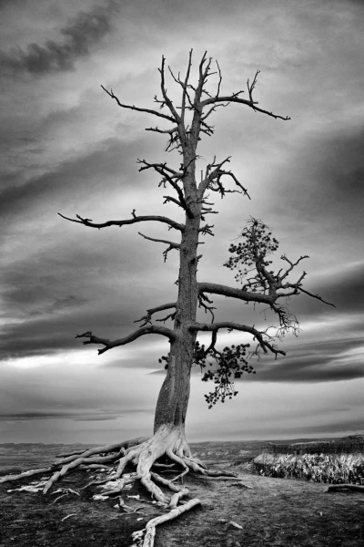 22 tree in black and white