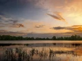009 paysage de la dombes etang couleur