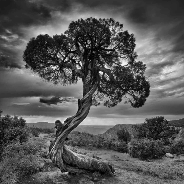 01 arbre en noir et blanc