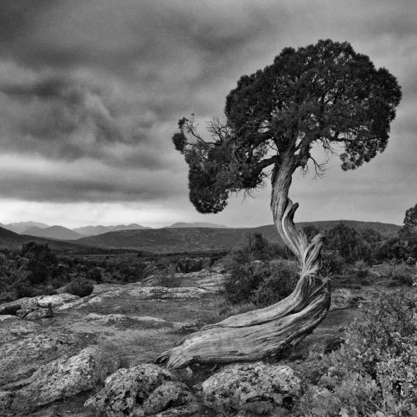 03 arbre en noir et blanc