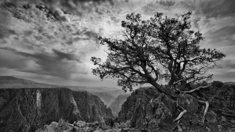 06 arbre en noir et blanc