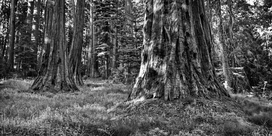 10 arbre en noir et blanc