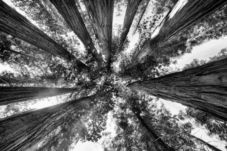 11 arbre en noir et blanc
