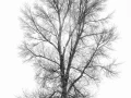 15 arbre en noir et blanc