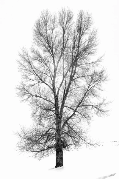 15 arbre en noir et blanc