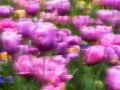 10 tulipes azalees style impression