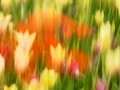 11 tulipes azalees style impression
