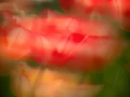 12 tulipes azalees style impression