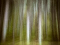 01 sous bois highlands ecosse en flou artistique