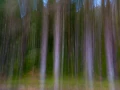 03 sous bois highlands ecosse en flou artistique