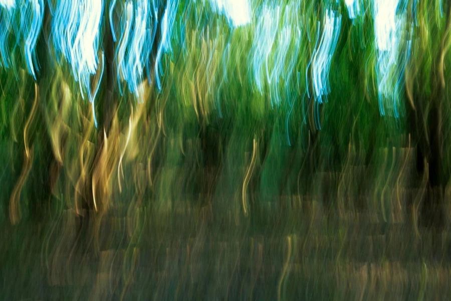 10 sous bois charente maritime en flou artistique