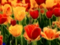 01 tulipes azalees en couleur