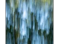 06 les pleurs des arbres 1651c