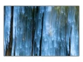 07 les pleurs des arbres 1652c