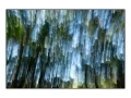 09 les pleurs des arbres 1654c