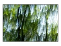 10 les pleurs des arbres 1655c