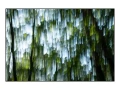 11 les pleurs des arbres 1656c